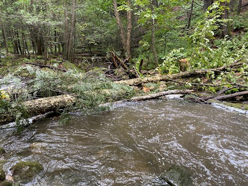 Fallen trees in a stream, with rushing bown water flowing under them. A cut stump in the background.